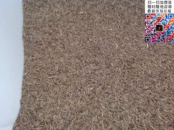 高羊茅種子 高羊茅種子