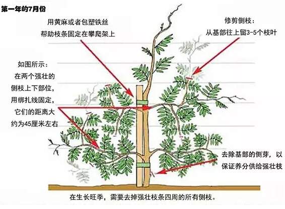 如何修剪紫藤讓其長(zhǎng)成自己想要的造型