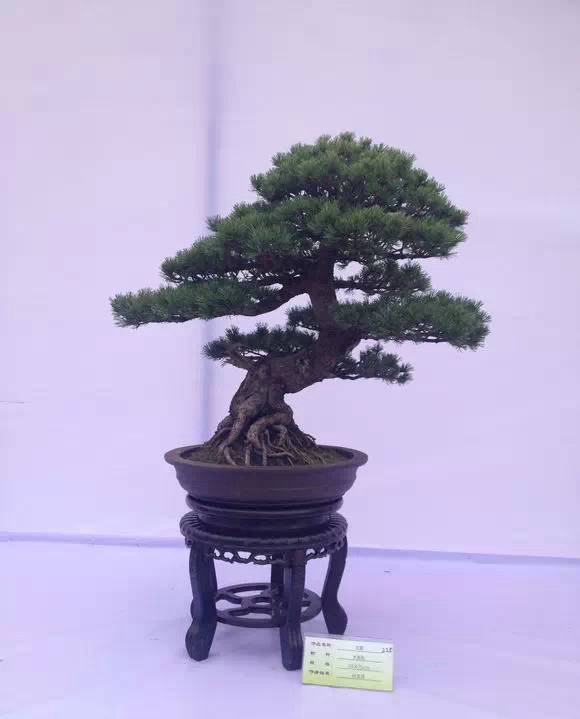 大阪松和五針?biāo)傻奶攸c簡介以及如何區(qū)分