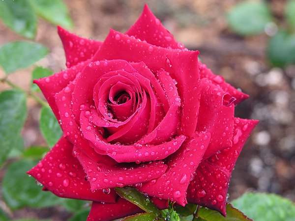 哪里有薔薇花苗賣？薔薇花苗批發