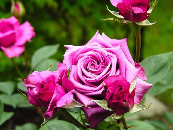 哪里有薔薇花苗賣？薔薇花苗批發