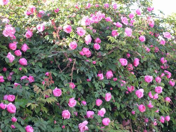 哪里有薔薇花苗賣？薔薇花苗批發