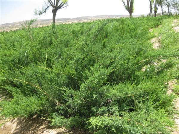 沙地柏和鋪地柏的區別？