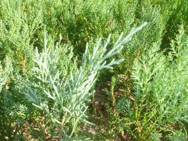 沙地柏和鋪地柏的區別？