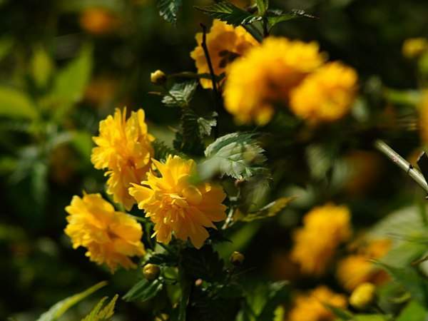 棣棠花的花語是什么?