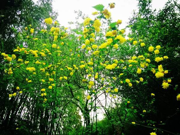 棣棠花的花語是什么?