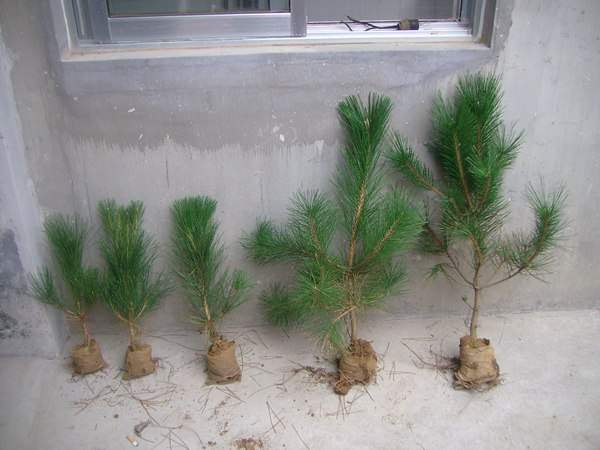 黑松種子什么時候種好，怎么種發芽率高？