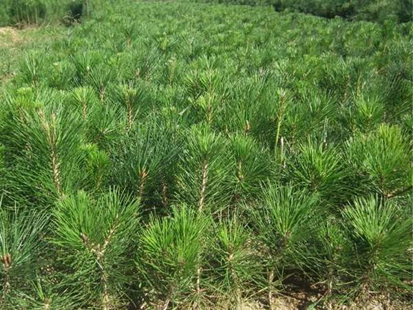 黑松種子什么時候種好，怎么種發芽率高？