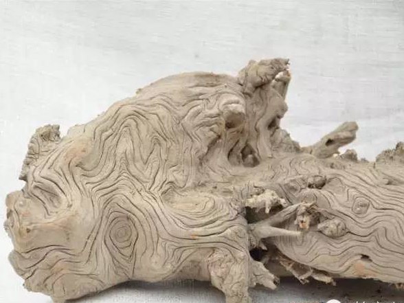 如何分辨崖柏與地柏，它們有什么不同？