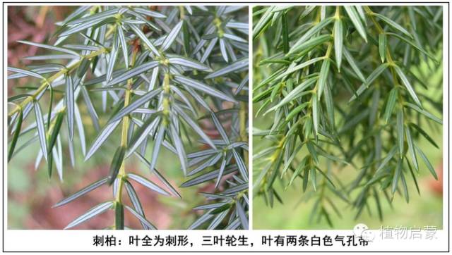 圓柏、刺柏、側(cè)柏、柏木以及龍柏的簡易識別法