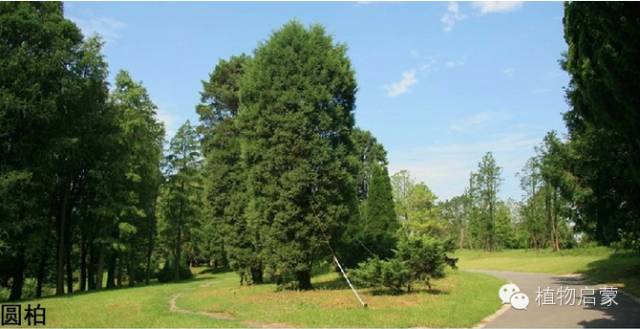 圓柏、刺柏、側(cè)柏、柏木以及龍柏的簡易識別法