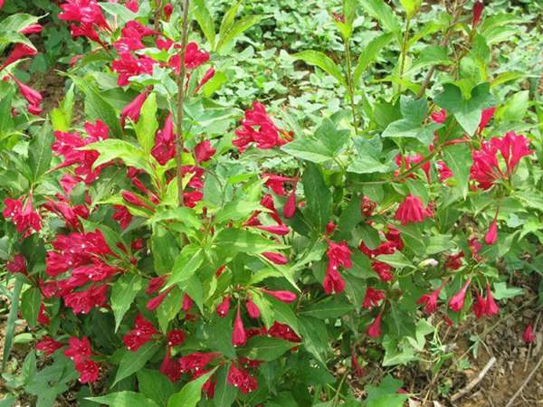 紅王子錦帶價格大幅上漲，存量不足是主因