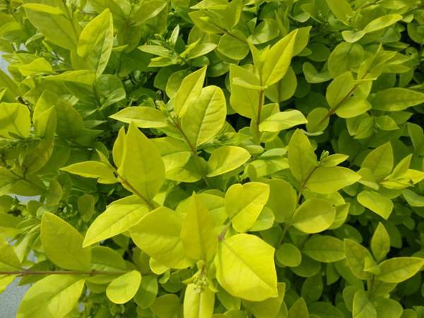 金葉女貞如何進行繁殖育苗？