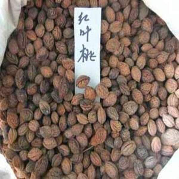 紫葉桃種子--長景園林 紫葉桃種子--長景園林