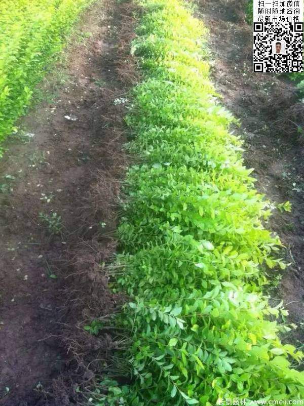 高度40公分50公分60公分金葉女貞苗圖片 高度40公分50公分60公分金葉女貞苗圖片