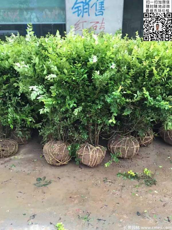 冠幅80公分和1米金葉女貞球圖片 冠幅80公分和1米金葉女貞球圖片