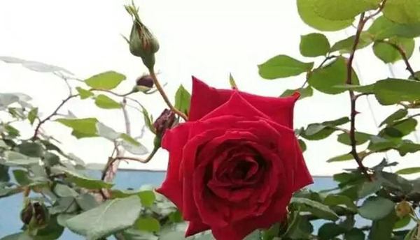 御用馬車(Etoile de Hollande,Climbing)