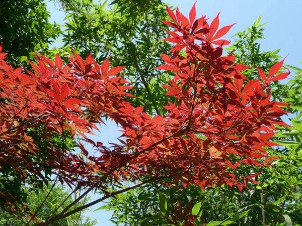 紅楓作衫，白楊為裙，美的傾國傾城！