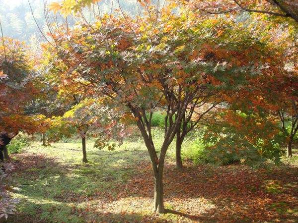 紅楓作衫，白楊為裙，美的傾國傾城！