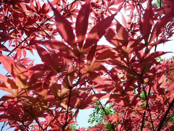 紅楓作衫，白楊為裙，美的傾國傾城！