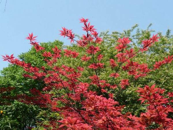 紅楓作衫，白楊為裙，美的傾國傾城！