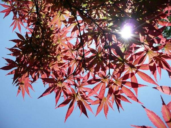 紅楓作衫，白楊為裙，美的傾國傾城！