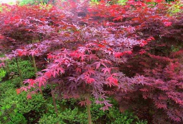 紅楓作衫，白楊為裙，美的傾國傾城！