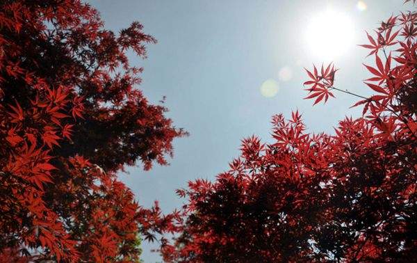 紅楓作衫，白楊為裙，美的傾國傾城！