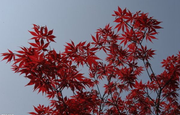 紅楓作衫，白楊為裙，美的傾國傾城！