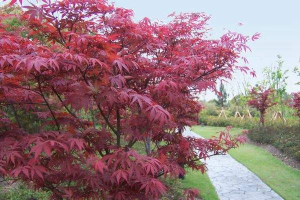 紅楓作衫，白楊為裙，美的傾國傾城！