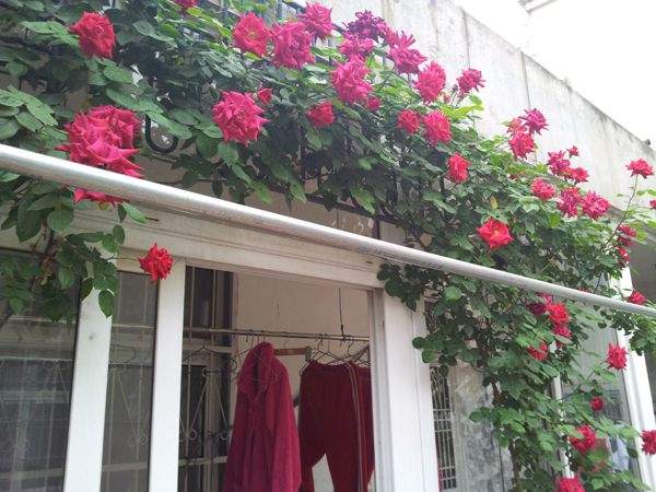 ‘御用馬車’(Etoile de Hollande，Climbing)