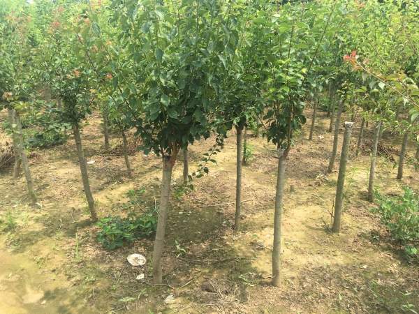 國內(nèi)數(shù)一數(shù)二紅梅花產(chǎn)地，你知道幾個