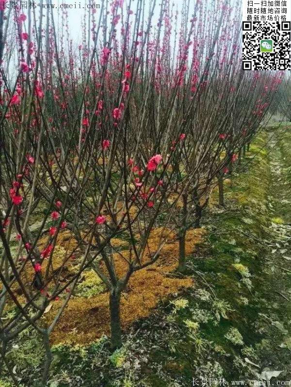 國內(nèi)數(shù)一數(shù)二紅梅花產(chǎn)地，你知道幾個