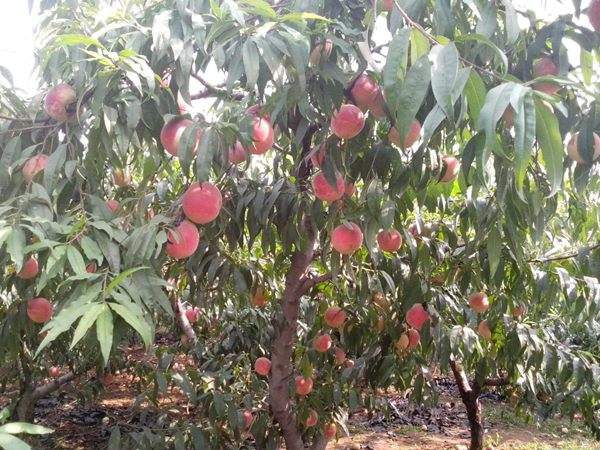 想知道桃樹結果多的秘訣嗎?