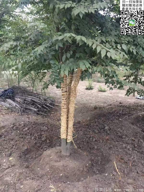 大規格櫸樹 大規格櫸樹