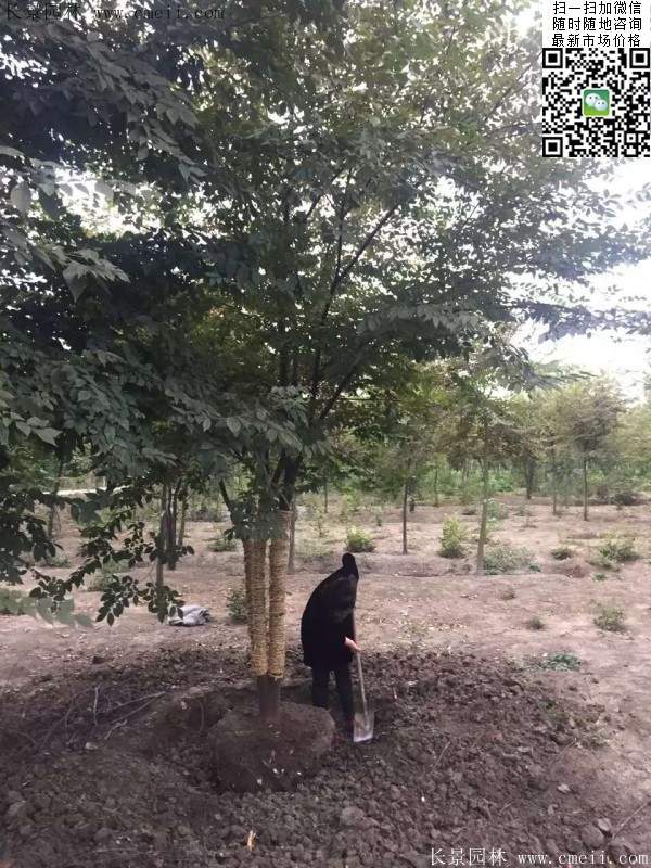 大規格櫸樹 大規格櫸樹