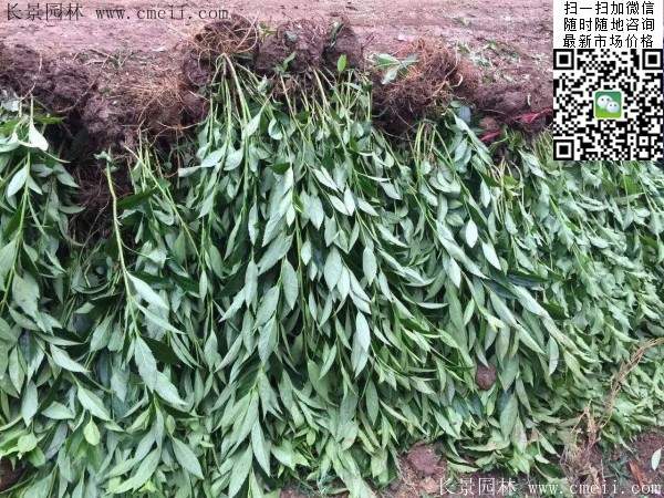 連翹--長景園林 連翹--長景園林