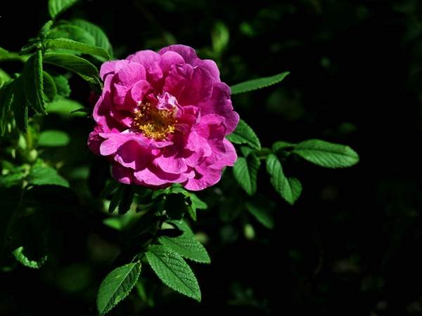 沭陽(yáng)薔薇花 沭陽(yáng)薔薇花