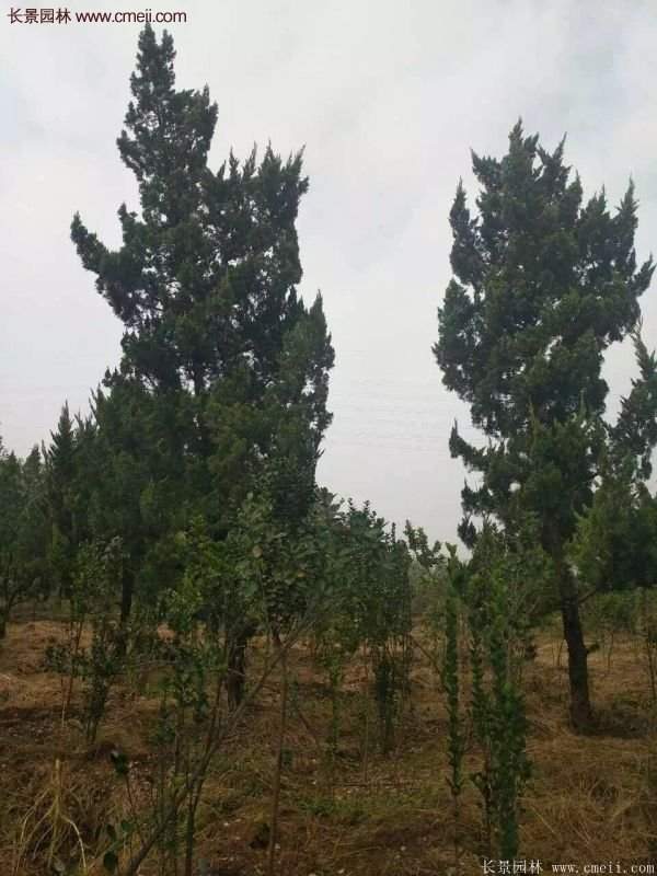 4公高度的龍柏造型樹(shù)，地徑在十公分左右