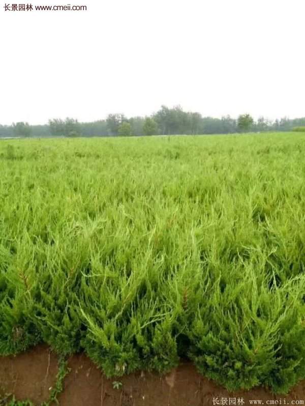 80公分高度的龍柏，主要用來(lái)作綠籬、色塊