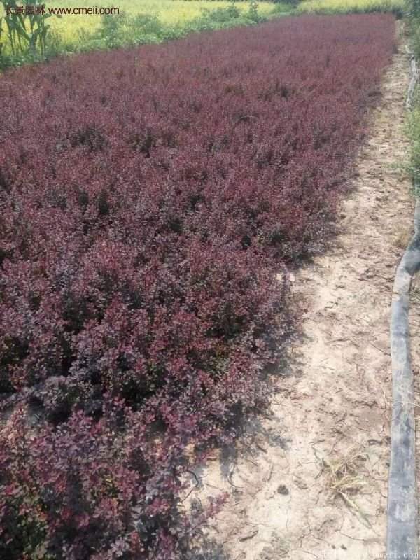 江蘇基地紅葉小檗 江蘇基地紅葉小檗