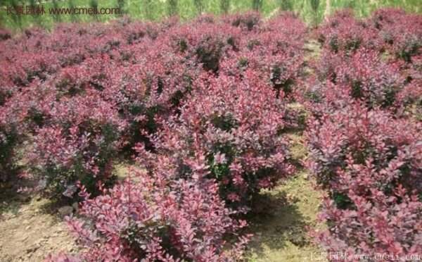 沭陽(yáng)基地的紅葉小檗球