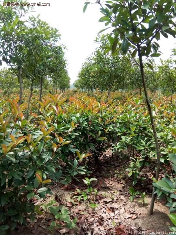 紅葉石楠的養護方法