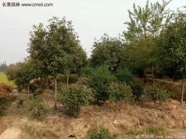 沭陽基地的紅葉石楠球、高桿紅葉石楠