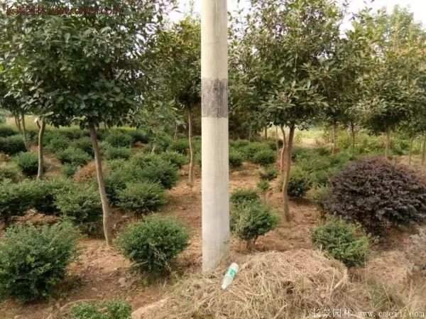 沭陽基地的紅葉石楠球、高桿紅葉石楠