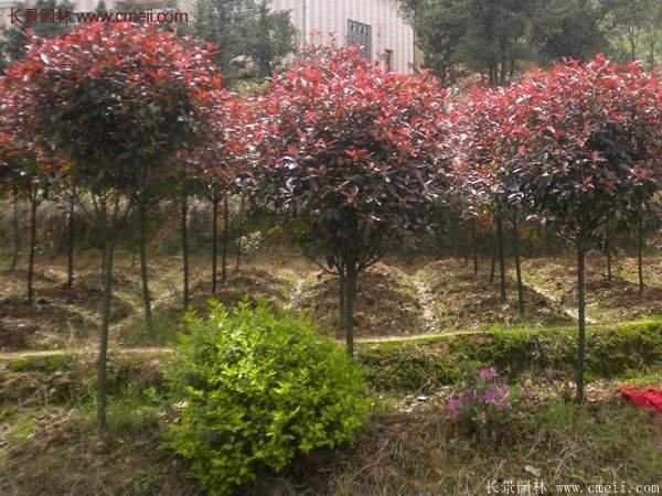 沭陽基地的紅葉石楠球、高桿紅葉石楠