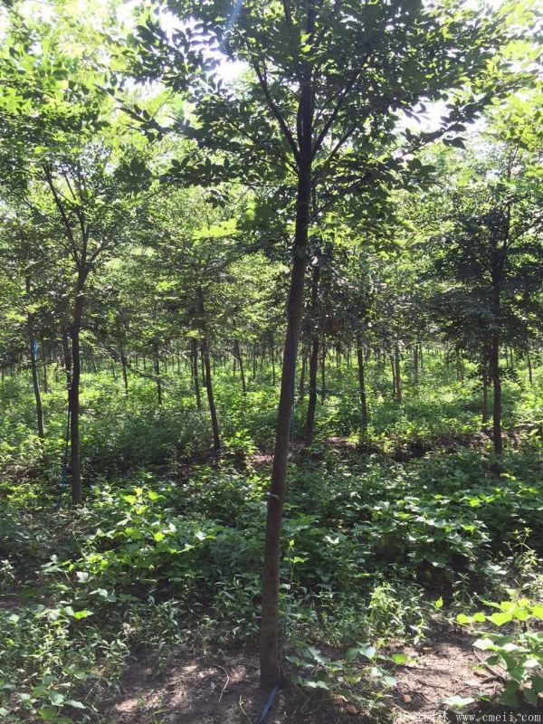 10~12~15公分的櫸樹