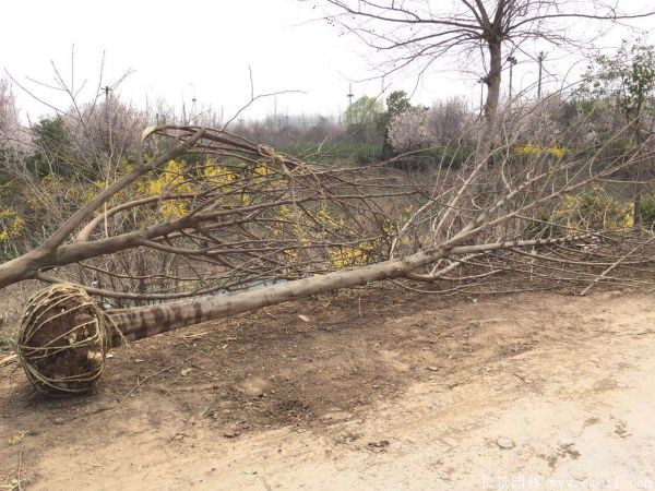 構樹圖片構樹基地實拍