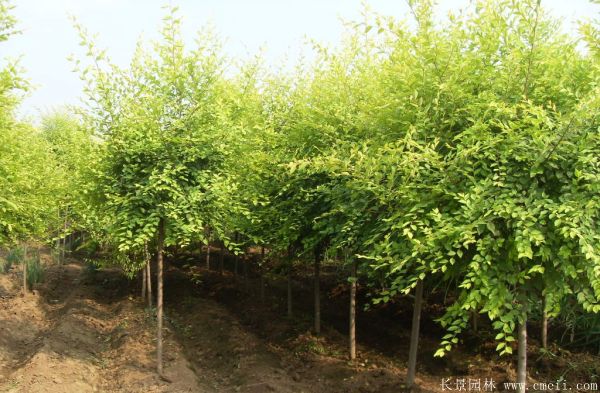 金葉榆圖片金葉榆基地實拍