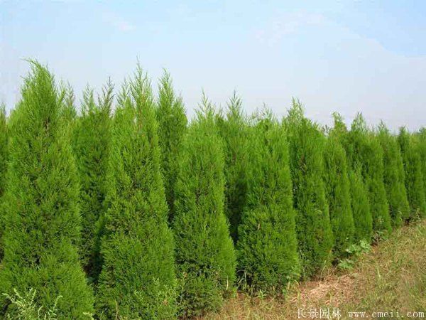 望都塔檜圖片基地實拍